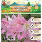 Лилия Восточная "Pink News", р-р 12/14, 3 шт, Весна 2023 - фото 7657362