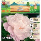 Пион  "Gardenia", р-р 3/5, 1 шт, Весна 2023 - фото 8055515