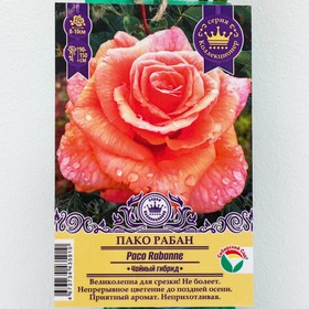Саженец Роза Чайно-гибридная "Пако Рабан" 1 шт, Весна 2023