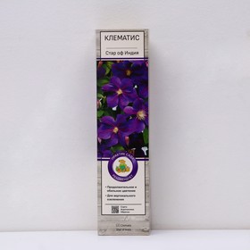 Клематис крупноцветковый "Стар оф Индия ", 1 шт, туба, Весна 2023