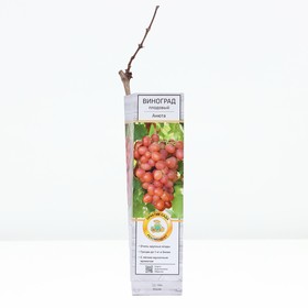 Виноград плодовый "Анюта ", 1 шт, туба, Весна 2023