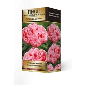 Пионы молочноцветковые и гибриды "Этчед Салмон", 1 шт, р-р 2-3., Весна 2023