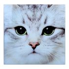 Картина на стекле "Взгляд кота" Картина на стекле "Взгляд кота"