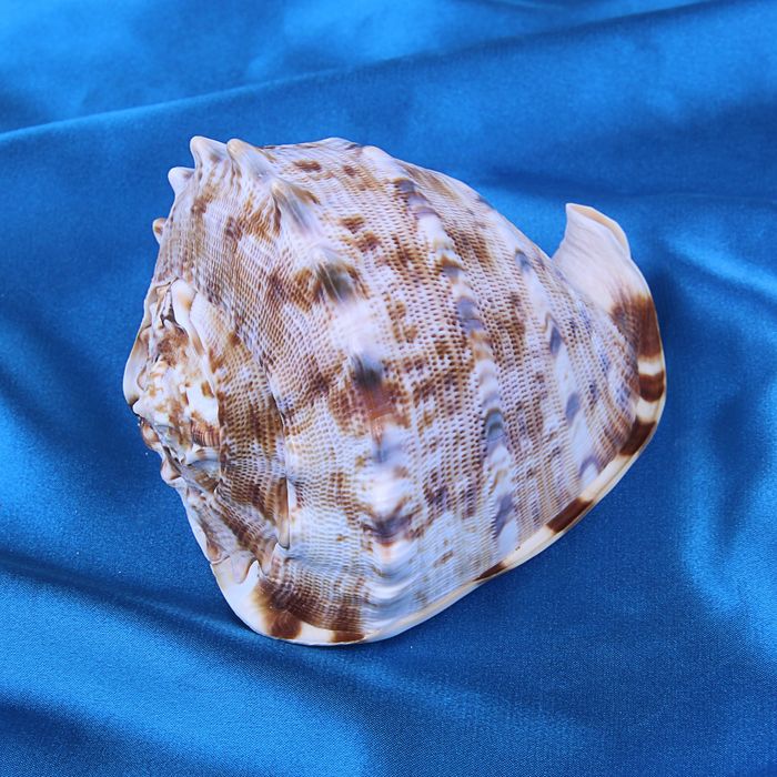 Морская раковина декоративная Кассис корнута 7-10 см, 4980