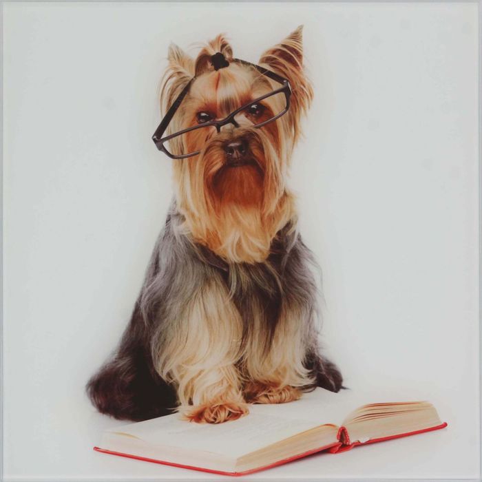 Картина на стекле "Собачка в очках"