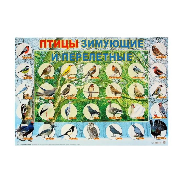 Зимующие И Перелетные Птицы Фото