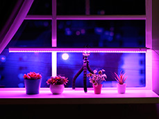 Освещение для растений: да будет свет!